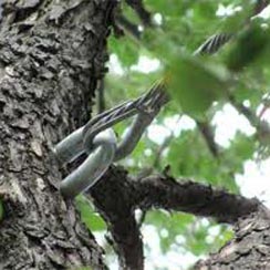 Newton Tree Service provides tree cabling and bracing.