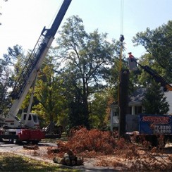 Newton Tree Service is fully equipped to handle your largest tree needs.