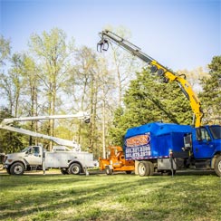Newton Tree Service is fully equipped to handle all tree needs.