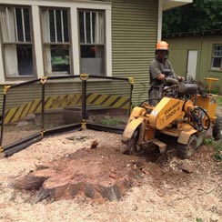 Newton Tree Service provides expert stump grinding services.