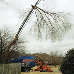 Newton Tree Service provides expert tree removal services.