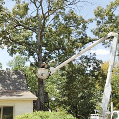 Newton Tree Service is fully insured for all removal and trimming jobs.